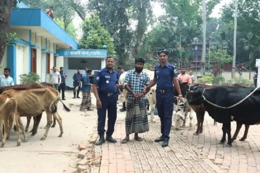 বিএনপি নেতার গোয়ালঘর থেকে ১৩ চোরাই গরু উদ্ধার