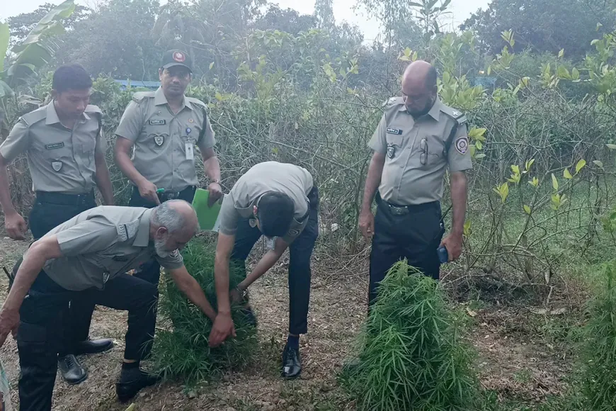 গাঁজার গাছ লাগিয়ে বিএনপি নেতা ছেলেকে বলেন ‘ফুলগাছ’