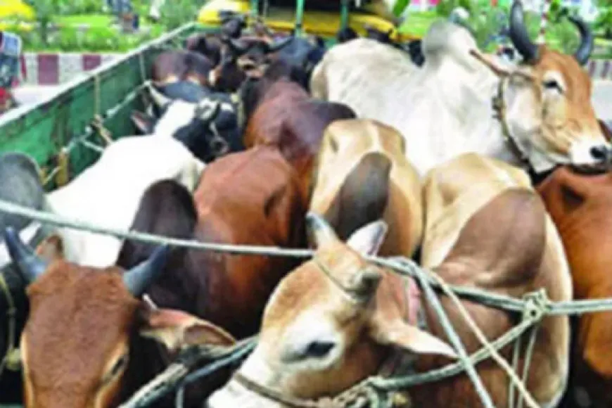 গরু বোঝাই ট্রাকে ডাকাতি, ১৭টি গরু লুট