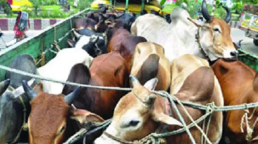 গরু বোঝাই ট্রাকে ডাকাতি, ১৭টি গরু লুট