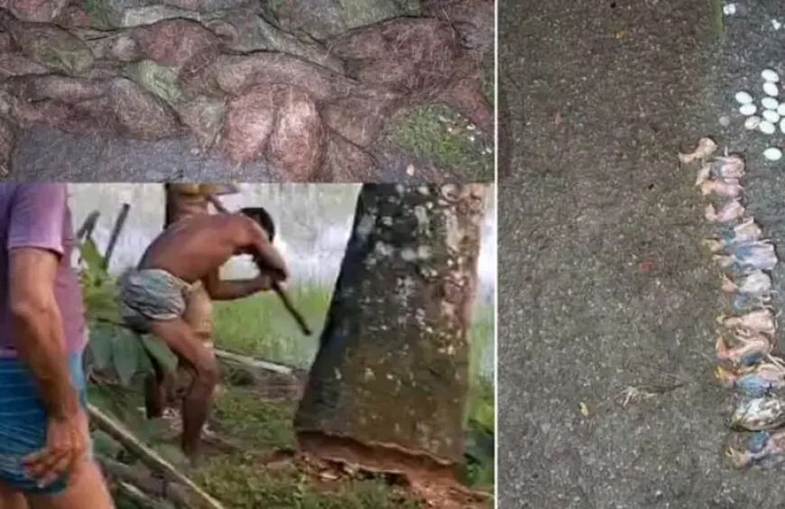 বাবুই পাখির বাসা ধ্বংস ও ছানা হত্যার ঘটনায় প্রধান অভিযুক্ত গ্রেপ্তার