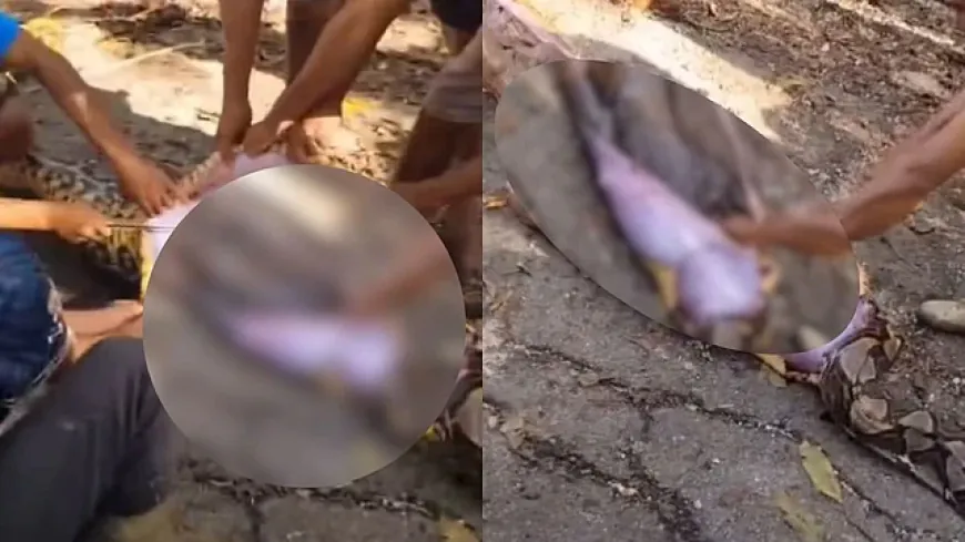 নিখোঁজ কৃষককে পাওয়া গেল অজগরের পেটে