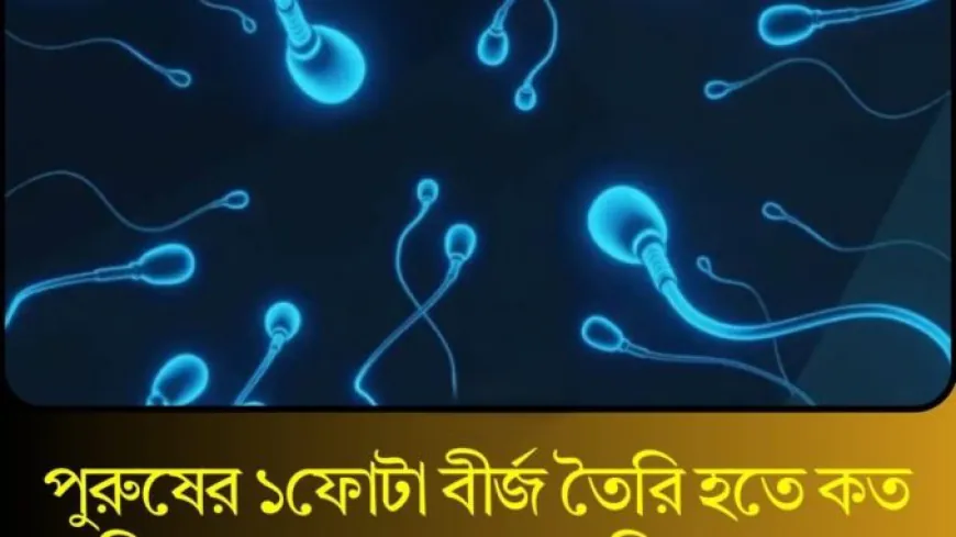 পুরুষের ১ফোটা বীর্জ তৈরি হতে কত দিন সময় লাগে? আপনি জানলে অবাক হবেন